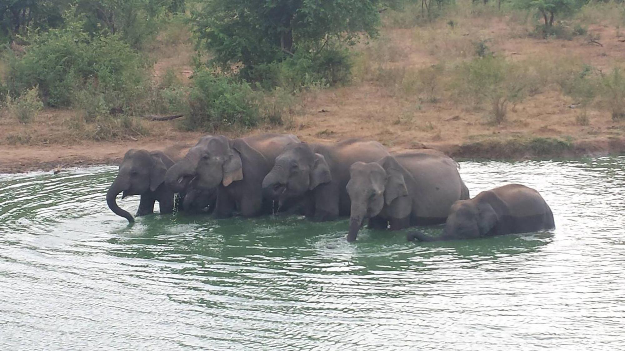Wild Eagle Safari Resort Udawalawe Bagian luar foto